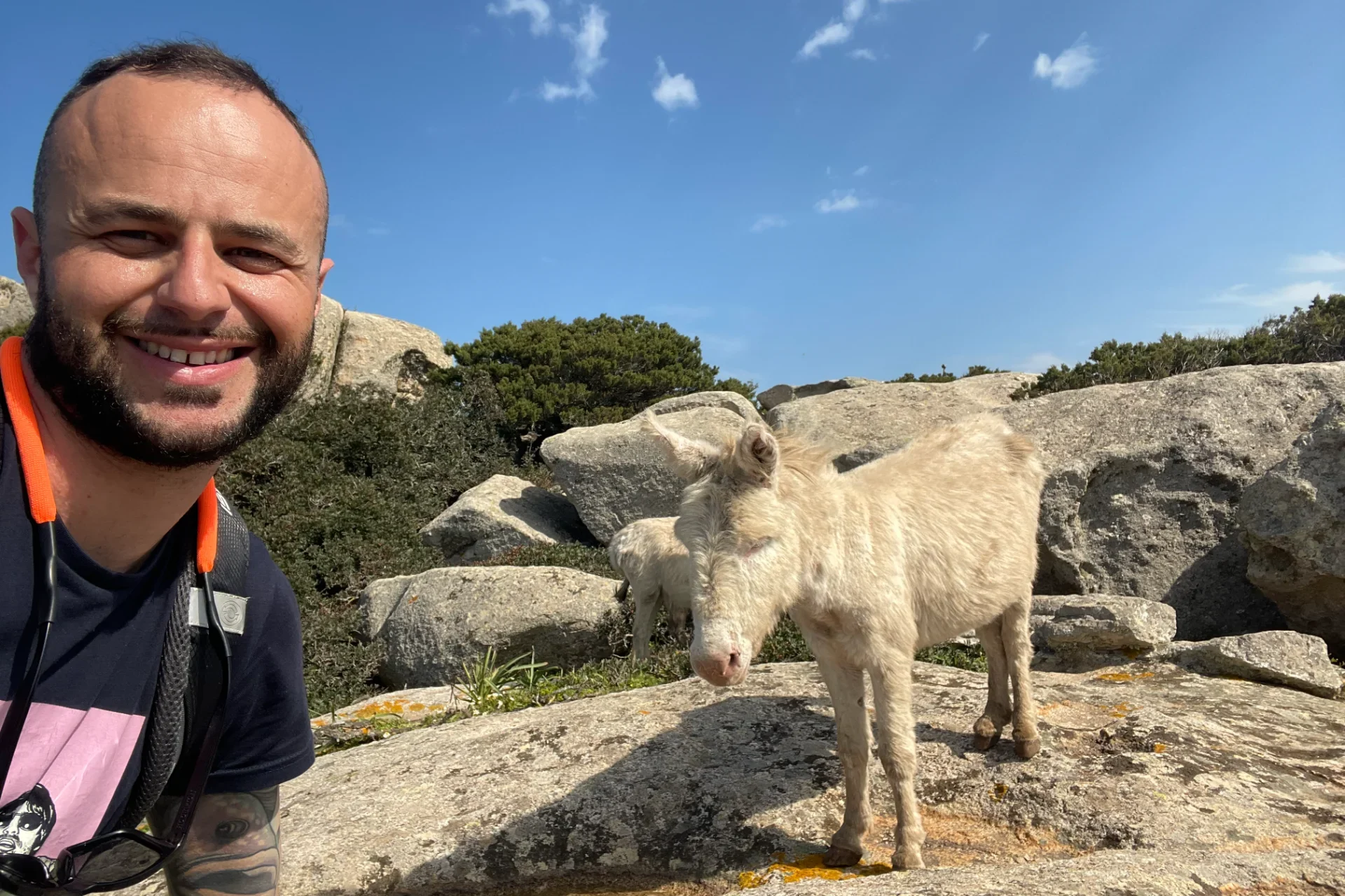 fauna-selvatica-sardegna-sea-experience-sardinia